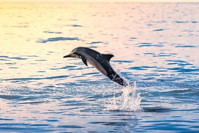 2 Hour Dolphin Watching Experience in Muscat - Good To Know