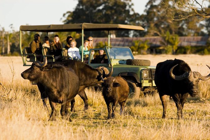 2-Hour Game Drive at the Plettenberg Bay Game Reserve - Good To Know