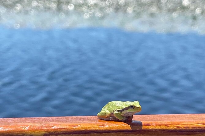 2 Hour Group Boat Trip in Skadar Lake - About the Boat Trip