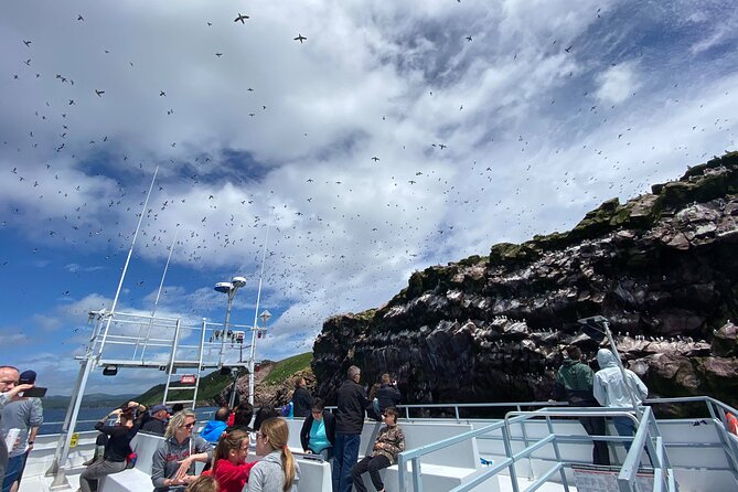 2 Hours Guided Whale and Bird Boat Tour in Bay Bulls - Good To Know