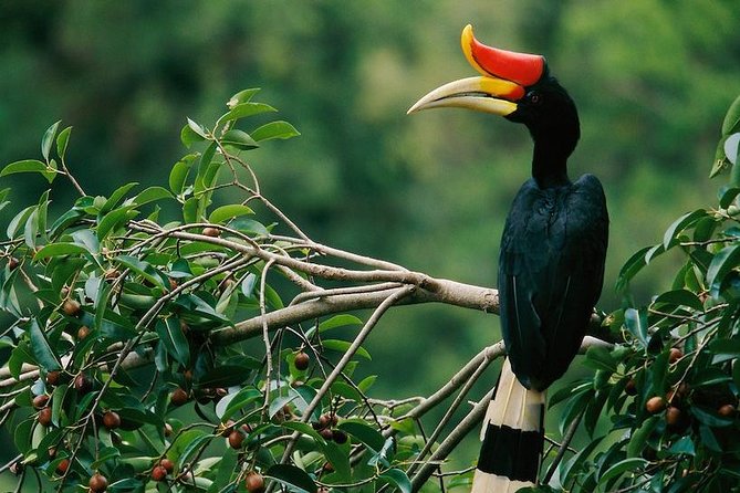 2-Night Danum Valley Borneo Rainforest Lodge Hiking and Wildlife Adventure - Good To Know