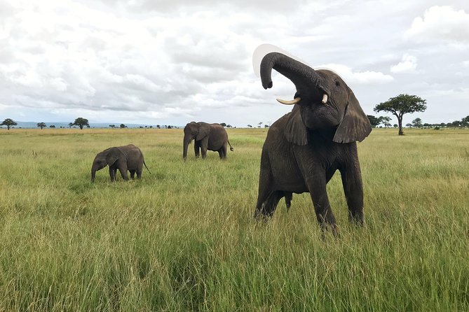 2 Nights 3 Days Safari to Mikumi National Park - Good To Know