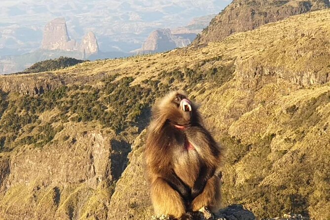 2 Nights 3 Days Trek to Semien Mountain - Key Points