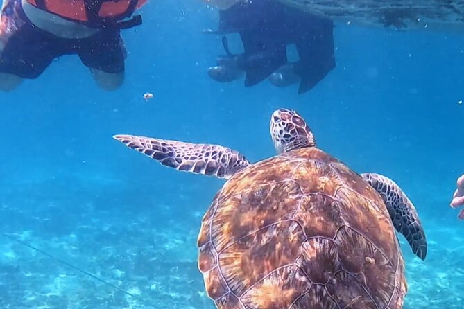 1.5 Hours Snorkeling at Tulums Paradise Reef - Marine Life and Highlights