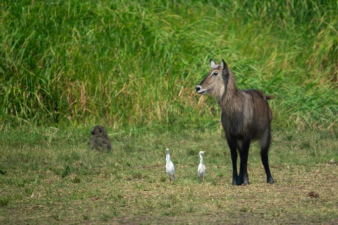 1 Day Akagera National Park Safari - Pricing and Group Discounts