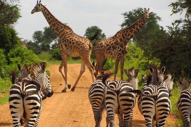 1 Day: Arusha National Park - Pickup and Start Time