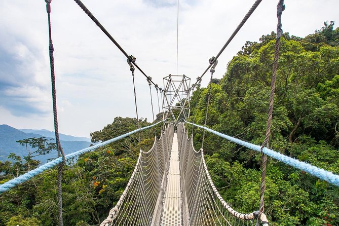 1 Day Canopy Walk Adventure in Nyungwe Forest National Park - Crossing the Swinging Bridges