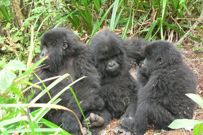 1 Day Mountain Gorilla Trekking Safari Uganda - Itinerary for the Day