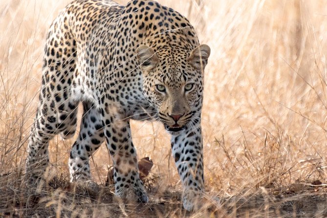 1 Day Photographic Wildlife Safari From Hazyview to Kruger Park - Pickup Details