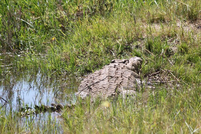 1 Day Safari to Akagera National Park - Highlights of the Safari Experience