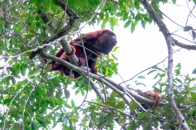 10-Day The Search For El Dorado by Amazon Explorer Iquitos - Uncovering the Legend of El Dorado