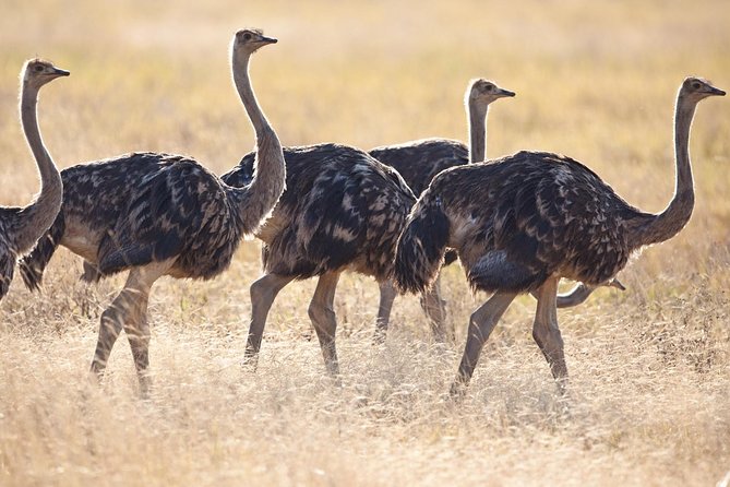 10 Days / 9 Nights Join Group Safari - Whats Included