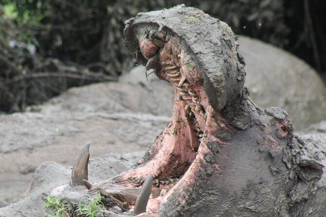 10-Days Uganda Gorillas and Chimpanzee Wildlife Discovery - Chimpanzee Encounters