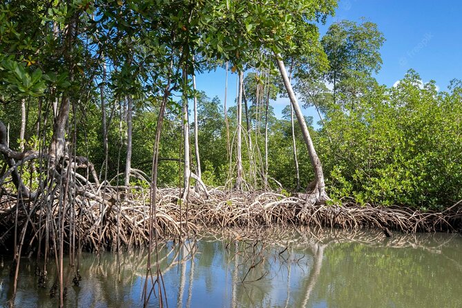 10-Hour Guided Tour of Samana and Bacardi Island Los Haitises - Itinerary and Activities