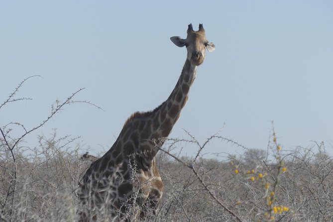 10 Namibia Adventures - Witness the Etosha Pan