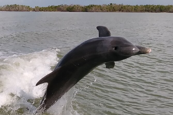 10,000 Islands Boat Excursion - 3.5-Hour Dolphins & Shelling Tour - Accessibility and Requirements