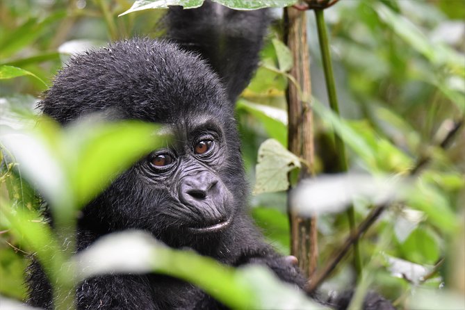 10DAYS Uganda Mountain Gorillas, Volcanoes and Lake Bunyonyi - Exploring Queen Elizabeth National Park