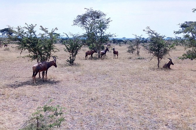 11 Days Uganda +Gorillas - Itinerary Highlights