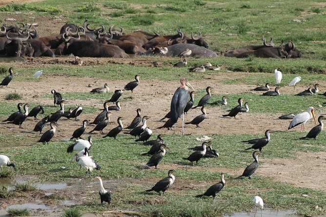 12-Day Pearl of Africa Wildlife and Adventure Highlights - Daily Itinerary Highlights