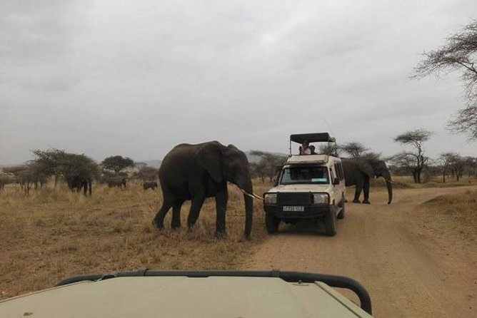 12 Days Amazing Tanzania Wildlife and Cultural Experience - Accommodation and Meals