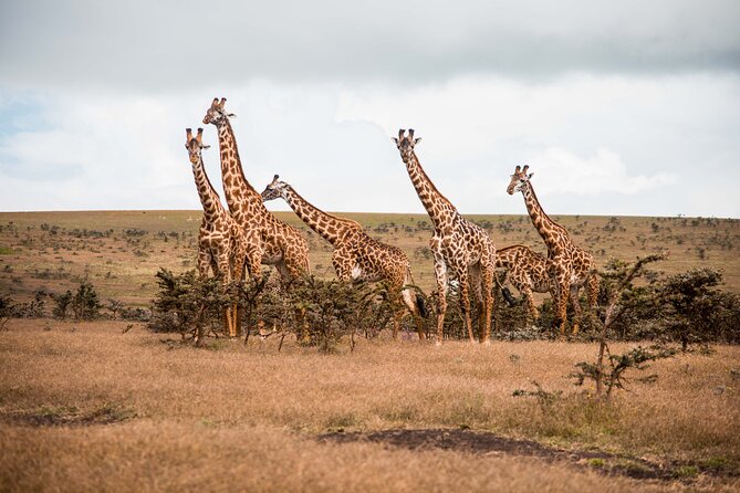 12 Days Best Of Kenya and Tanzania Safari - Luxury - Itinerary Highlights