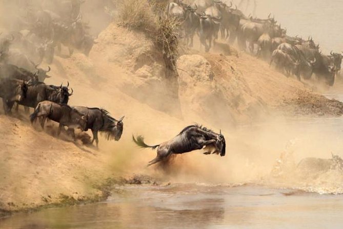 12 Days Kenya and Tanzania Safari Private Lodge From Nairobi - Private Tour Experience