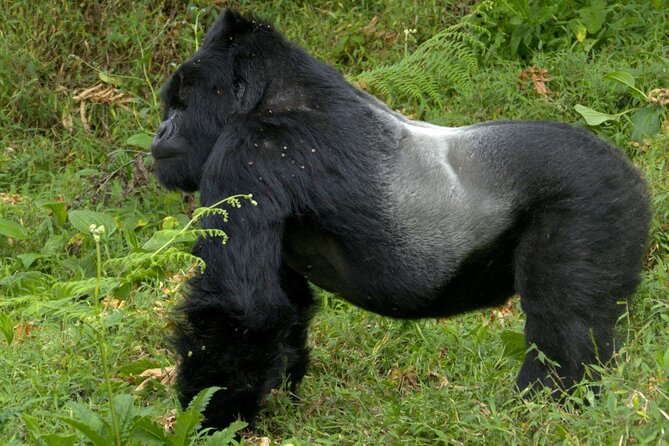12 Days Wildebeest Migration Masai Mara Nakuru Uganda Gorilla Trekking Safari - Gorilla Trekking in Uganda