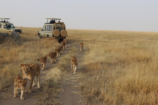 13-Day Private Wildlife Safari Tour of Kenya and Tanzania - Wildlife Viewing