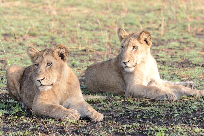 13 Day Uganda Safari With Gorillas, Chimps & Tree Climbing Lions - Gorilla Tracking Experience