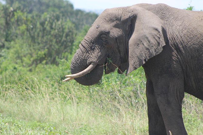 13-Day Wildlife Adventure Trip to the Pearl of Africa - Accommodation Details