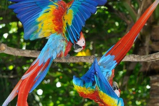 13 Days: Jungle and Beach in Costa Rica - Monteverde Cloud Forest Immersion
