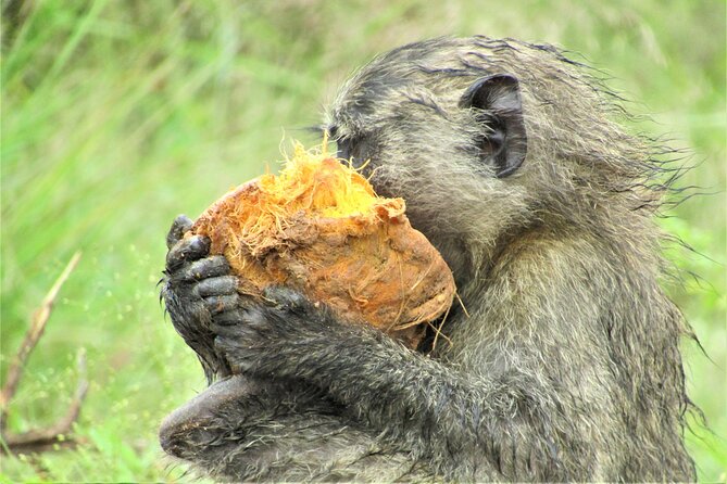 13 Days Private Tour to Discover Ugandas Best Safari - Explore the Wilderness of Uganda