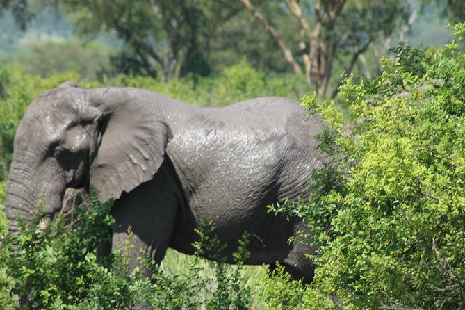 15-DAY Gorilla and Chimps Trekking, Big 5 and Nature Sighting Safari - Trekking Bwindi Impenetrable Forest