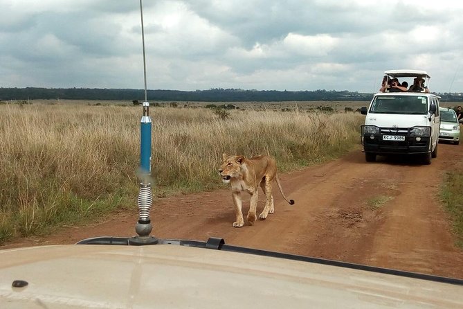 2-Day Amboseli National Park Safari- Daily Departures - Daily Safari Itinerary