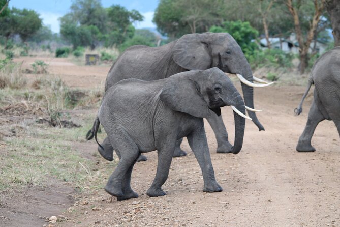 2-Day Private Mikumi National Park Tour With Pickup - Inclusions and Exclusions