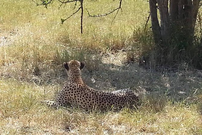 2 Day Safari to Mikumi Departure From Zanzibar - Transportation Details