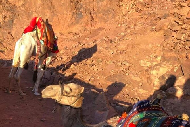 2-Day St Catherine and Moses Mountain Tour From Cairo - Transportation and Logistics