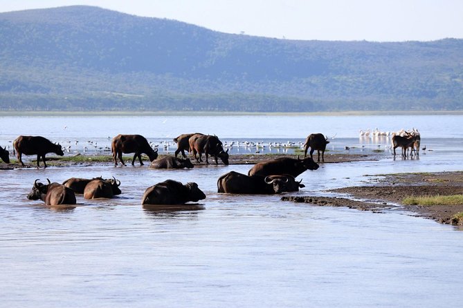 2 Day Tour Lake Nakuru, Hell S Gate & Lake Naivasha From Nairobi - Pickup and Start Time