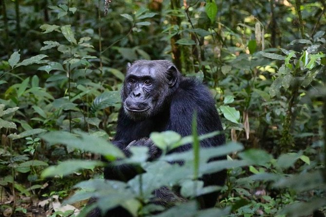 2 Days Chimpazee Safari in Kibale Forest Park Uganda. - Tour Details