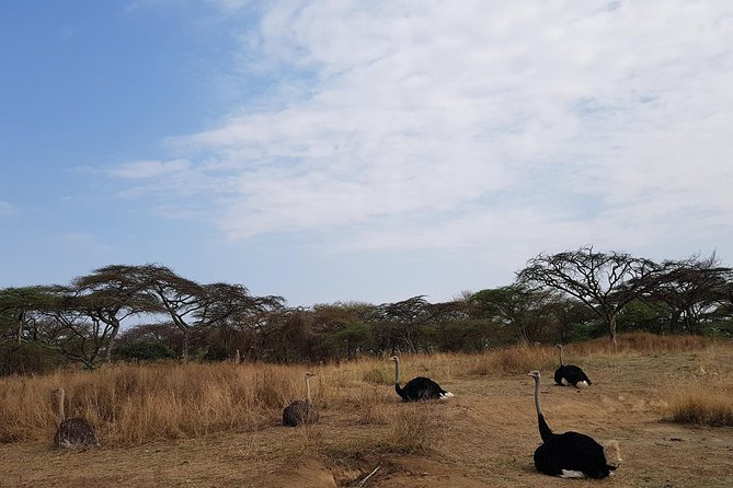 2 Days Ethiopian Rift Valley Lakes Tour From Addis Ababa - Transportation Details