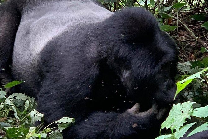 2 Days Gorilla Trekking Uganda - Guided Jungle Trek