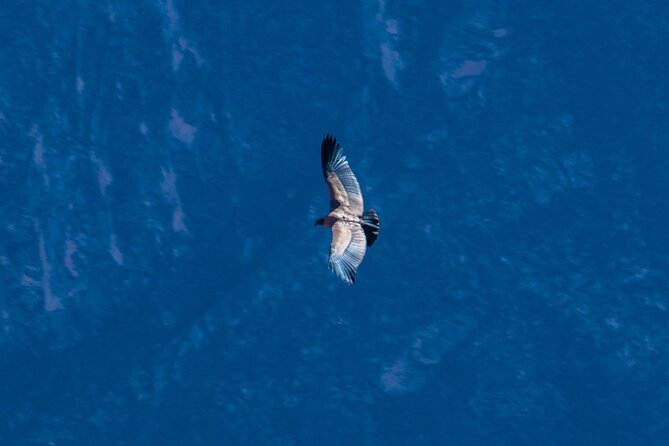 2 Days of Natural Experience in the Colca Canyon - Discovering the Cross of the Condor