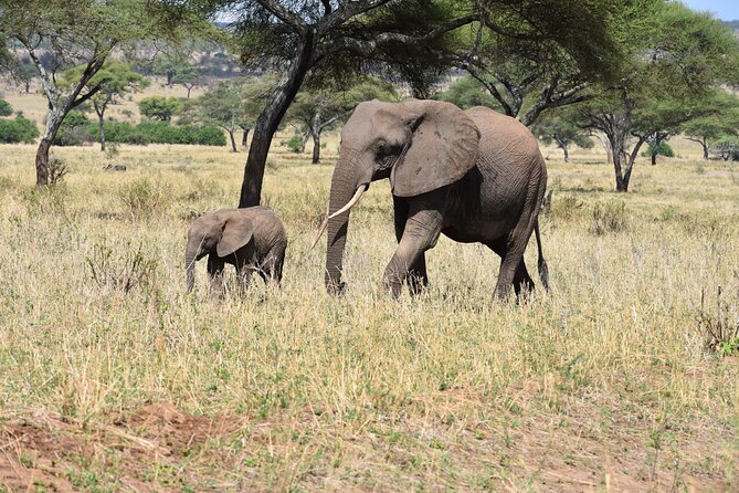 2-Days Private The Ultimate Tanzania Safari Tour - Meeting and Pickup Details