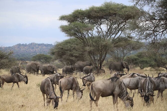 2 Days Safari in Tarangire and Ngorongoro Crater - Itinerary Details