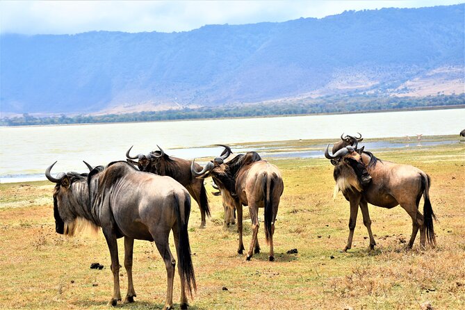 2 Days Safari Through Tarangire NP and Lake Manyara NP - Wildlife Viewing Opportunities