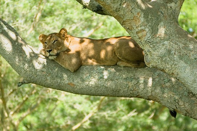 2 Days Safari to Queen Elizabeth National Park With Cruise - Wildlife Highlights