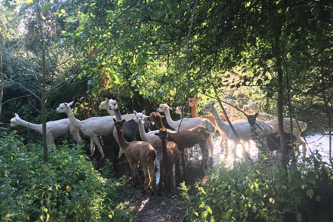 2-Hour Alpaca Farm Experience in Kenilworth - Meeting Point and Pickup Details