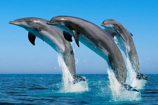 2 Hour Dolphin Watching Experience in Muscat - Included Amenities