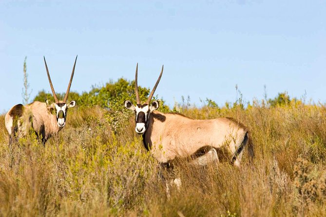 2-Hour Game Drive at the Plettenberg Bay Game Reserve - Highlights of the Safari Experience