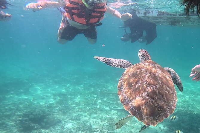 2-Hour Snorkeling in Two Spots of Tulums Reef - Included and Additional Costs